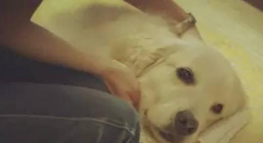 我们为什么要养狗? 也许这就是最好的答案吧!