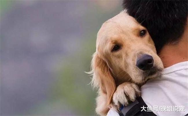 养狗后, 宠主需要戒掉5件事, 不然会伤害到狗狗