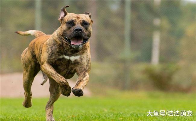 打得过比特犬的五种狗狗, 藏獒上榜, 第五种打败藏獒只要五分钟