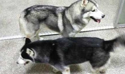 智障狗爸! 见到小二哈哭了, 直接叼走扔到食盆里, 网友: 是亲生的