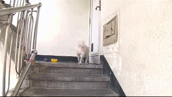 老人晕倒被送院剩忠犬露宿家门, 痴呆的他忘了一切却忘不了这记忆