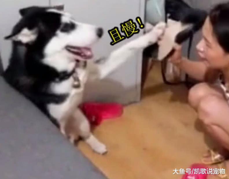 二哈搞破坏, 女主窝火拿起高跟鞋就打, 二哈吓得立马抬爪去挡