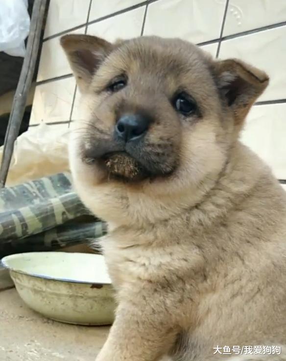 感觉家狗怎么不愿意看我, 脖子上好像还戴了围脖? 网友: 追蜂少年