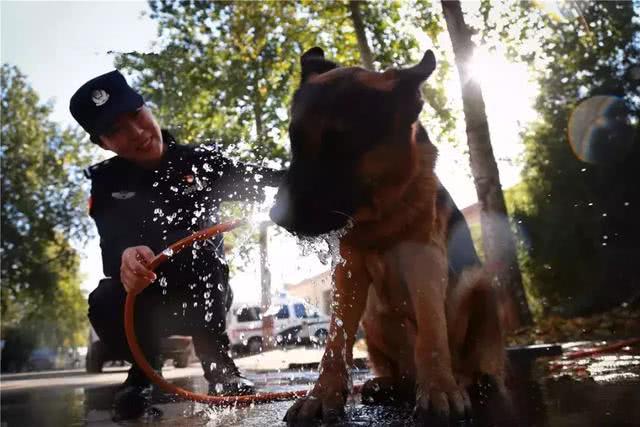 警犬德牧每日陪伴警花, 在众多警察中屡立功劳, 被评杰出工作犬!