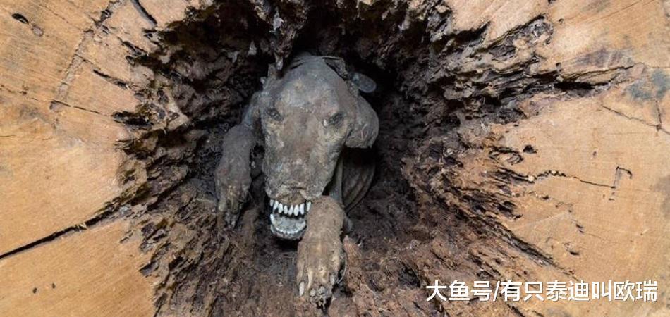 伐木工人砍树一半惊见「狗狗木乃伊」吓死! 「被困50年」原因很心酸