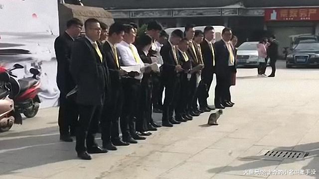 说出来你可能不信, 我们的领班居然是一只猫, 站队都站在第一排