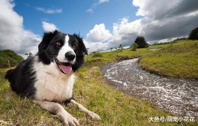 被警察拉黑? 这6种狗狗注定进黑名单!