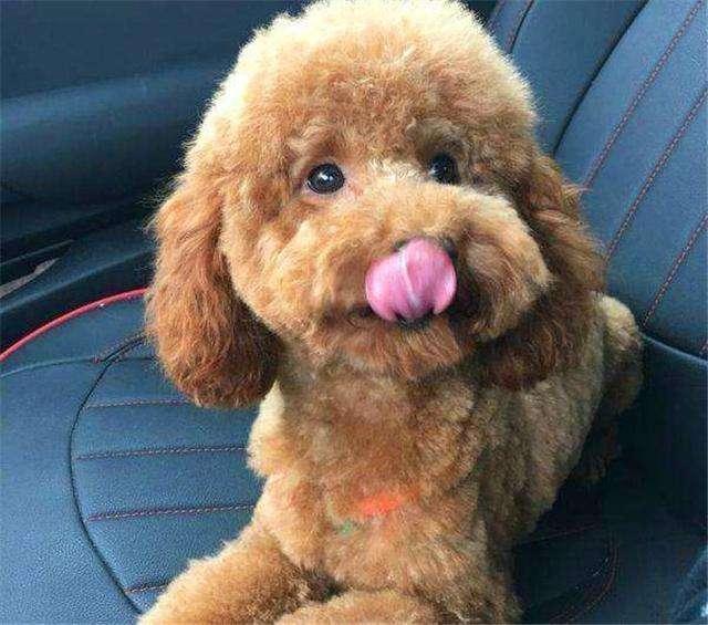 警惕: 这5个行为, 换来的只会是狗狗对你的厌恶!