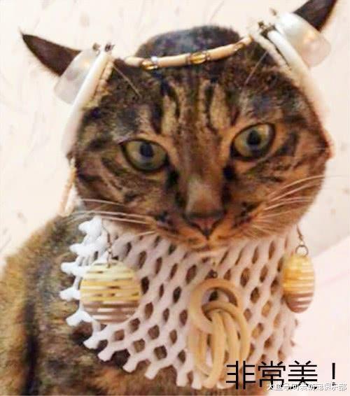 猫咪被主人装扮成“哪吒”后, 网友笑喷了: 这明明就是埃及艳后!
