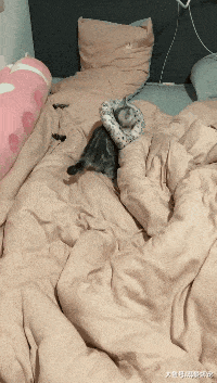 分享一下自己家里买的5000元美短, 挑选、饲养及它的性格!