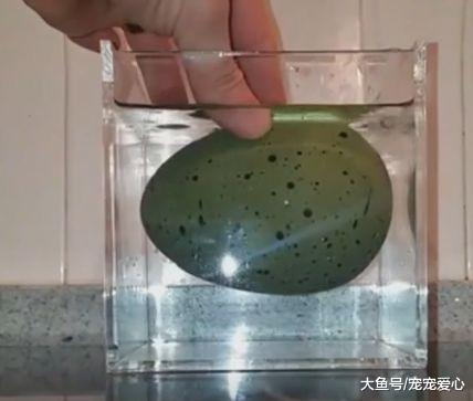 女子野外捡到一颗蓝色的蛋, 孵化出来后, 女子顿时乐坏了