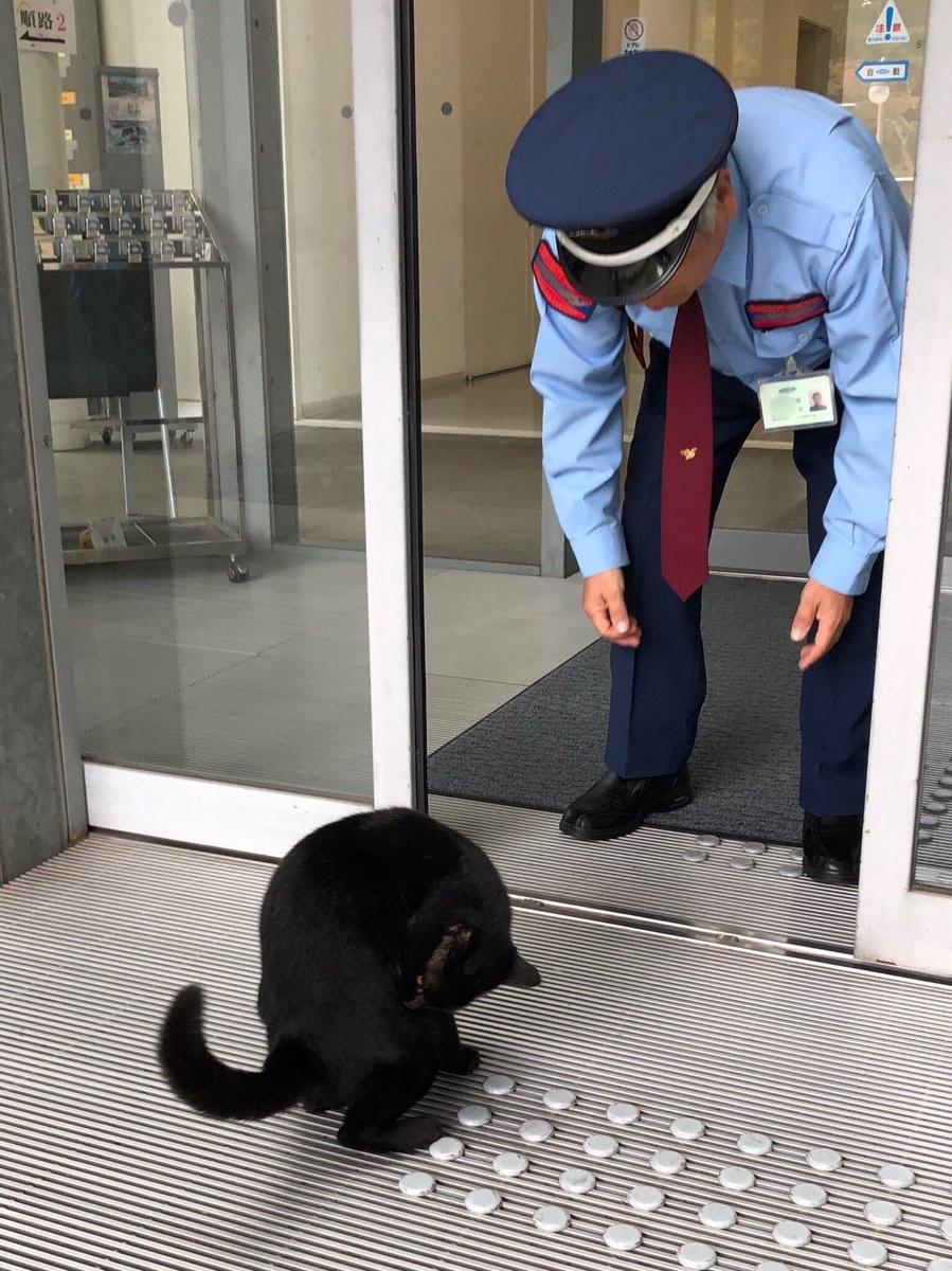 文艺猫咪每日硬闯美术馆, 保安紧守岗位, 即使卖萌也不给进