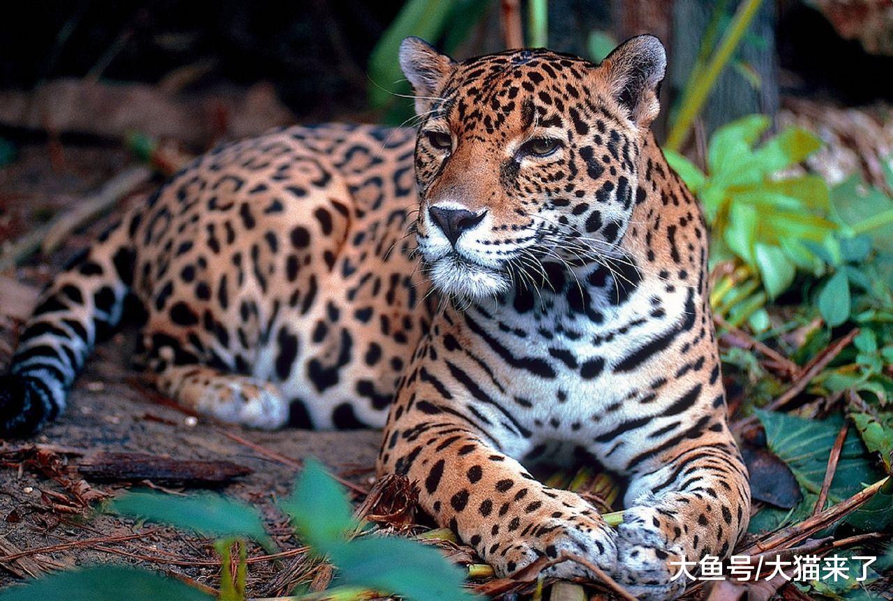 最爱袭击家畜的猫科动物美洲虎, 真的是“十恶不赦”的大猫吗?