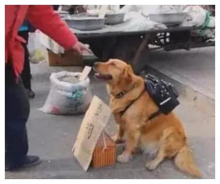 狗狗守在一块纸牌边, 上面写着售价“10万”, 网友: 十万, 你好