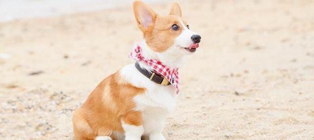 地球上10大最干净最好养的狗, 拉布拉多第四, 金毛第三, 博美榜首