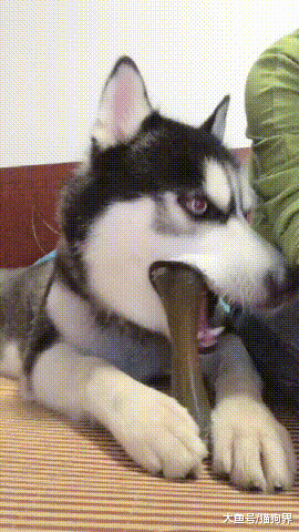 网友: 买一只哈士奇价格贵吗? 主人: 狗倒是不贵, 就装修费贵~