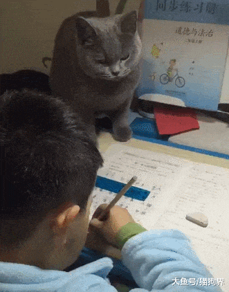 猫咪陪小主人写作业, 满脸怨气, 猫咪: 铲屎的已疯, 我是被逼上岗