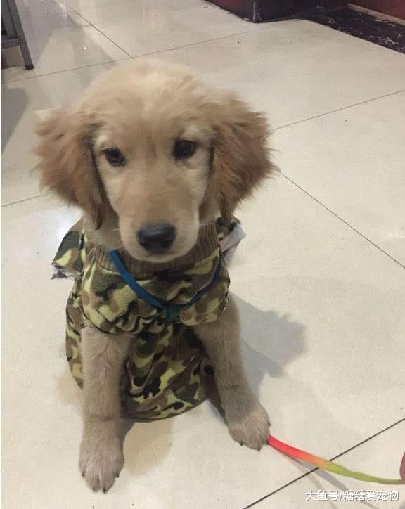 女子偶遇3个月前走丢的小金毛, 狗: 我还以为你不要我了呢!