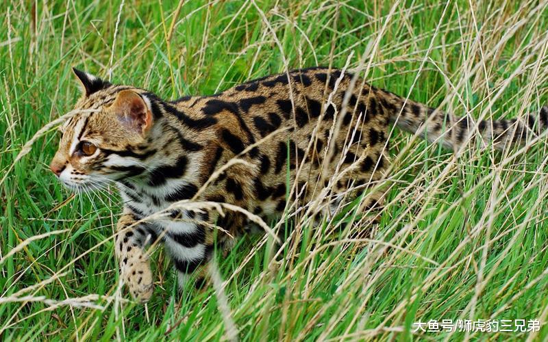 这种猫科动物外形十分漂亮, 恰恰因为漂亮, 曾被国人大肆捕杀