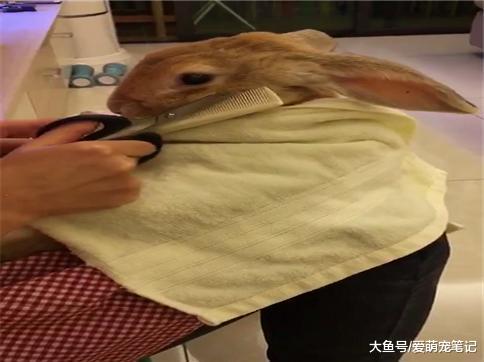 主人给兔子剪头发, 小家伙坐在那里乖巧的像个宝宝, 过得好精致啊