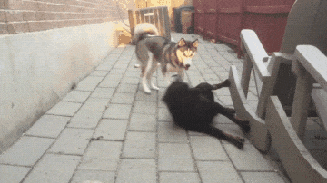 忠诚狗狗大盘点! 以下这6种狗狗, 可以拿命回报你!