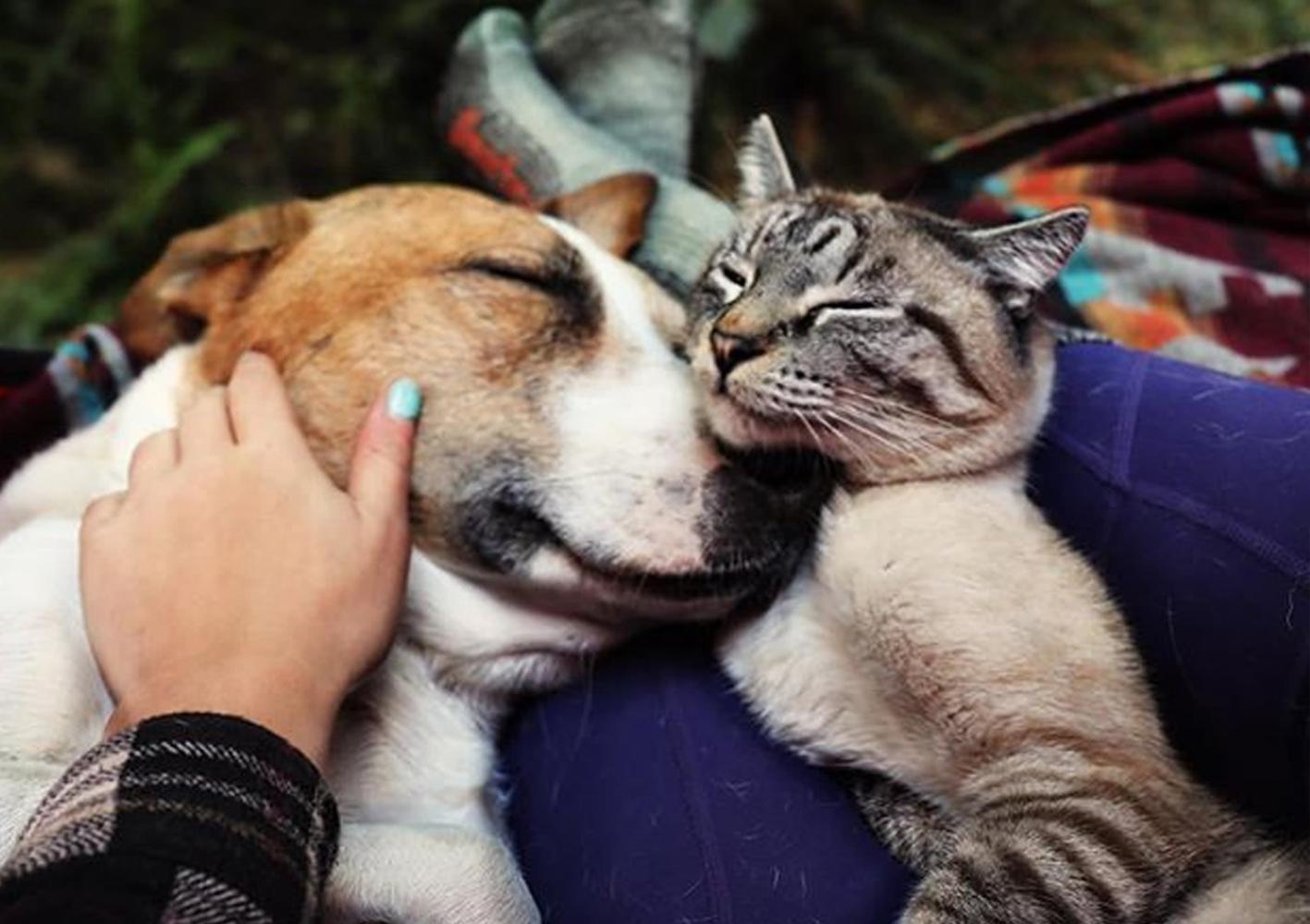 这一狗一猫相知相惜, 它们跨界的友谊感动了不少网友!