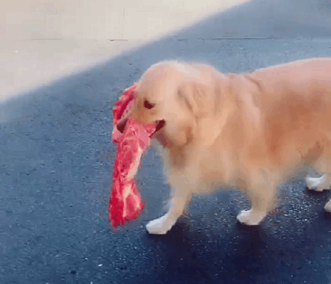 贪吃金毛跟主人去超市, 叼起半扇排骨就跑, 主人一直追到大街上…