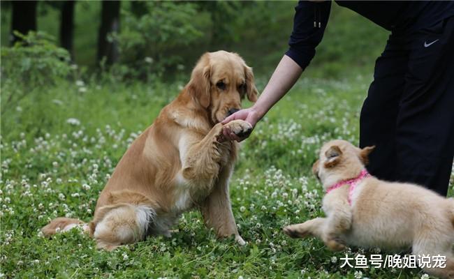 禁养大型犬的城市里为啥还有人养金毛? 原因跟它的性格有关