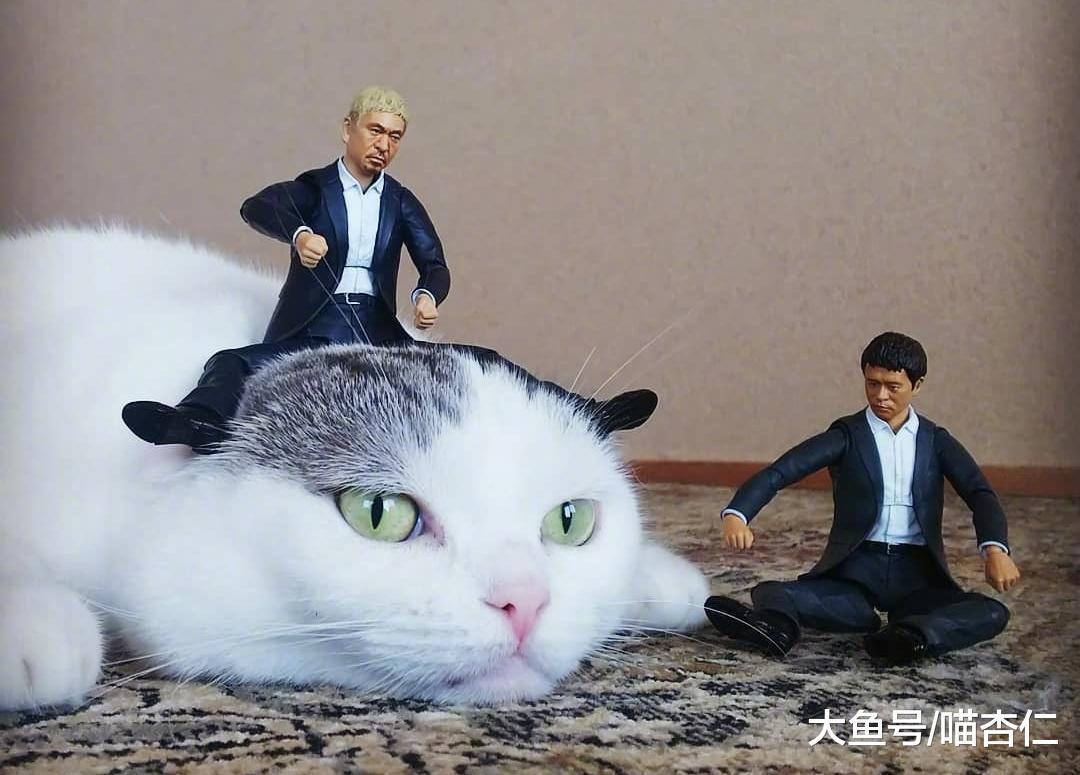 熊孩子趁着猫咪休息就在它身上放玩具, 猫咪表情亮了, 喵: 你随意