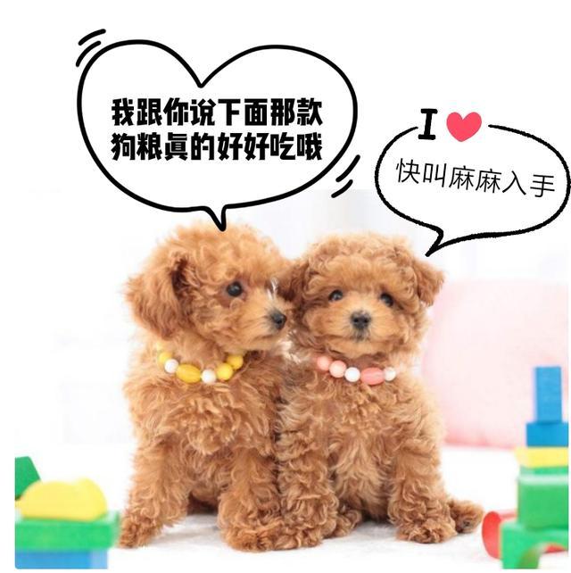 为何泰迪最好不要这样养? 听资深铲屎官说完, 我点头赞同!