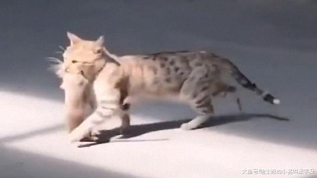 叼着大老鼠的花猫走出了豹子的气势, 对得起身上的纹身!