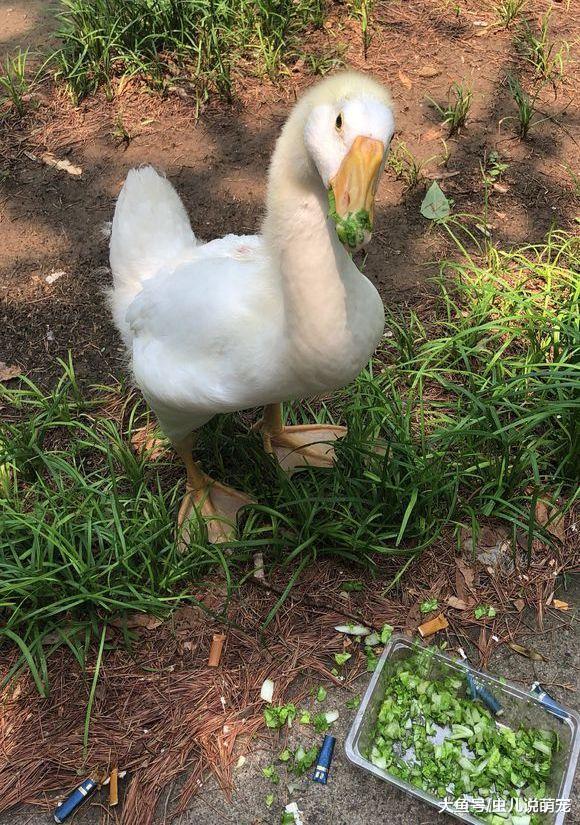 网友养了一只小鹅, 没想到两个月就变成这样了!