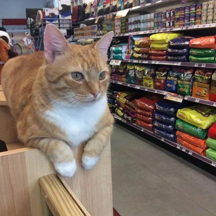 那些超市里的喵星人, 个顶个都是招财猫的范儿