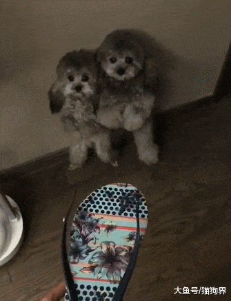 主人拖鞋被狗子咬坏, 当面对质找真凶, 网友: 抖的最厉害的那个