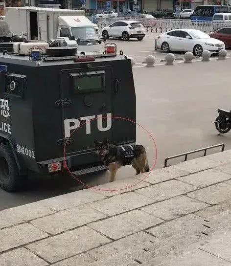 威武警犬被吓到钻主人怀里...铁血硬汉原来也怕这个