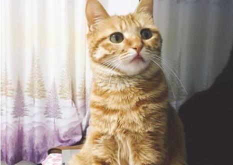 把橘猫送去乡下爷爷家, 3个月后去接, 领到猫心在滴血