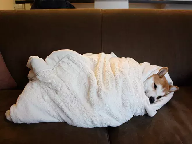 包裹得严严实实的可爱狗狗们