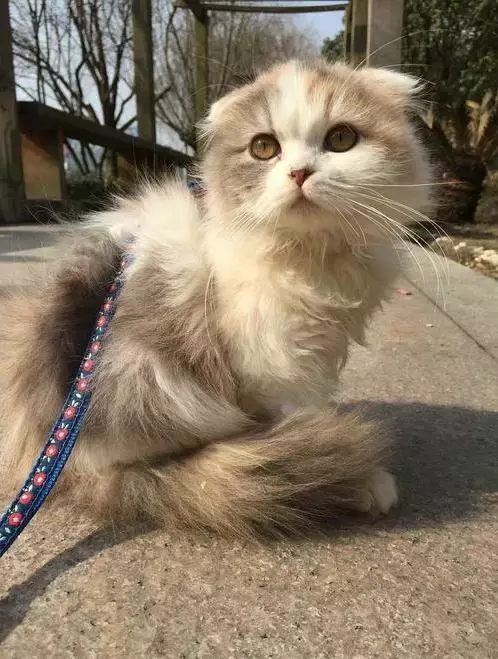 一铲屎官上传了喵星人剃毛前后对比照, 网友看了后爆炸了。真相却很感人!