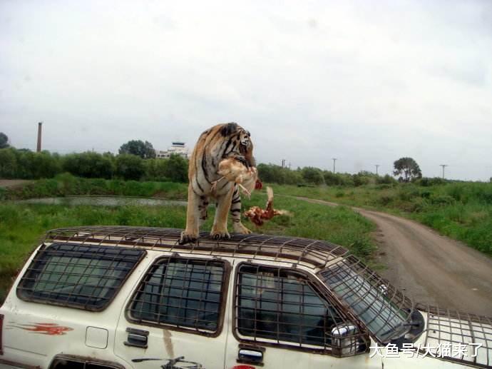 为何说老虎比狮子凶猛? 仅看参观它们时人们乘坐的车辆就知道了