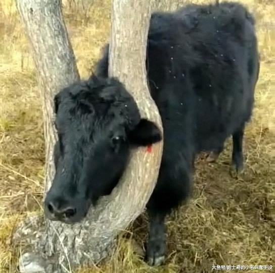 大黑牛你是卡在这里多少年了? 这树都长歪了?