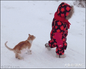 小橘猫偷偷跑出去, 没想到被猫妈后叼回来, 橘猫: 给留点形象……
