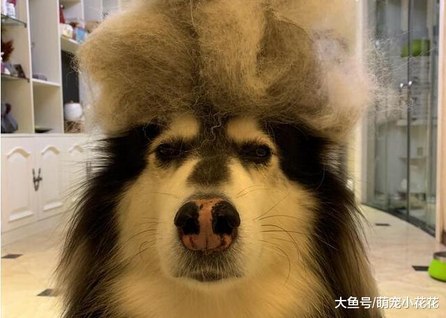 养阿拉斯加犬的“5大危害”, 知道后, 你还敢养吗?