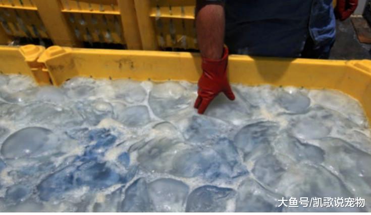 商家为了获得暴利, 偷偷捕猎水母, 看到工厂一幕让人怒火中烧