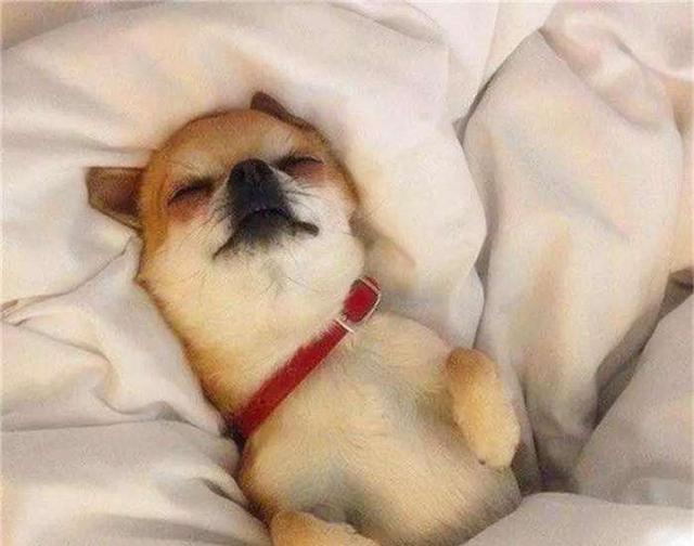 养狗有利于健康以外, 还有这6个奇特的好处!