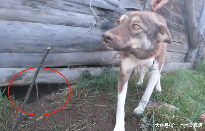 二哈走丢几个月, 在木屋找到它时已骨瘦如柴, 还生了一窝宝宝