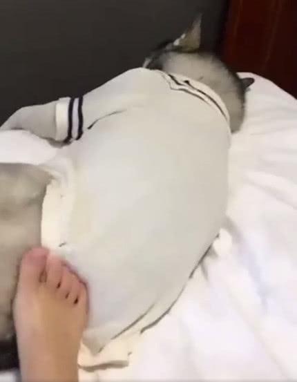 哈士奇躺女主人床上睡懒觉, 一脚踹过去, 哈士奇的反应让人笑喷!