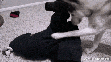 主人送二哈一个“礼物”, 二哈很好奇它会动, 结果把它拆了