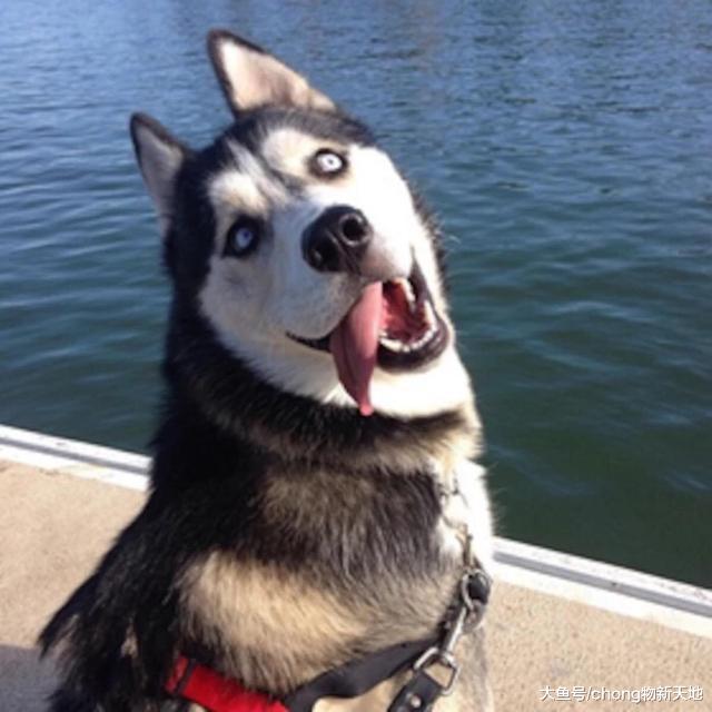 很多人都觉得哈士奇和狼很相似, 那么它们两者有什么区别呢?