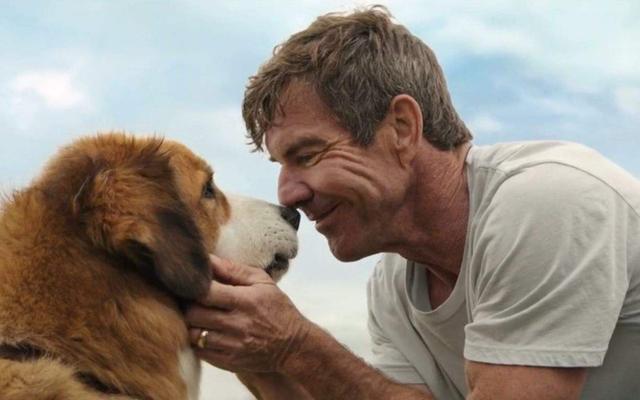 每天坚持给狗做这5件事, 狗狗会越来越健康长寿, 现在知道还不晚