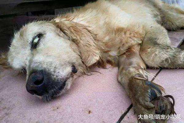 最新统计, 导致狗狗死亡最常见的5个方式, 你可能是凶手!